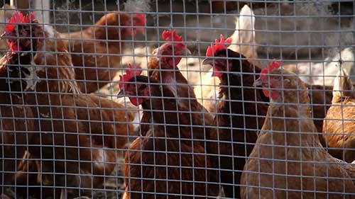 布雷斯鸡的知识