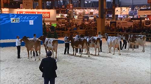 世界八大奶牛品种