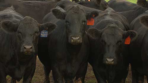 牛犊的春秋季繁殖