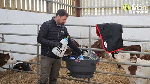 奶牛产犊的准备工作