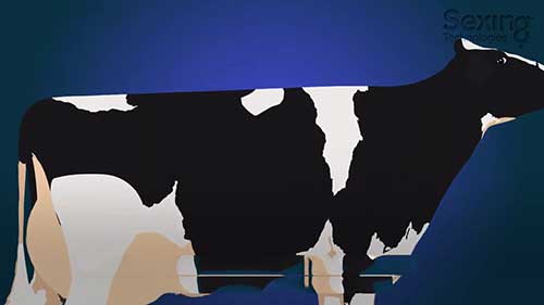 家牛的人工授精