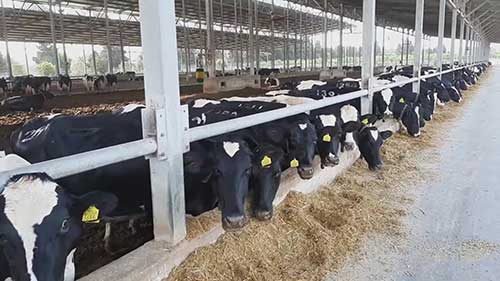 奶牛的人工授精工作