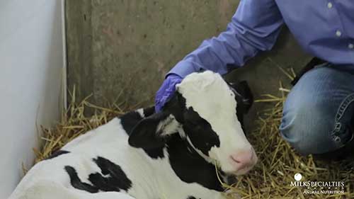 小牛犊脱水问题