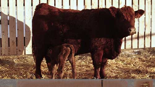 食道喂养小牛的步骤