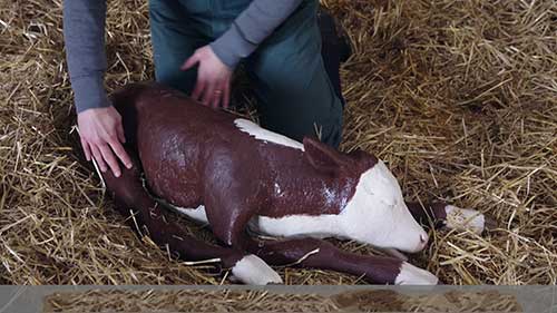 新生牛犊的复苏