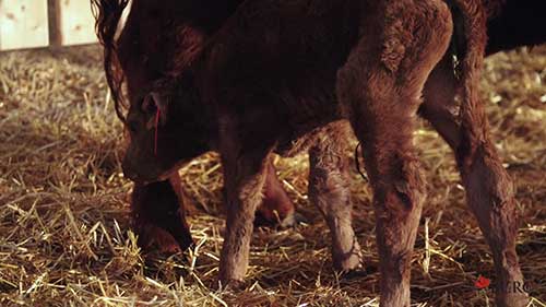 正确给小牛喂初乳
