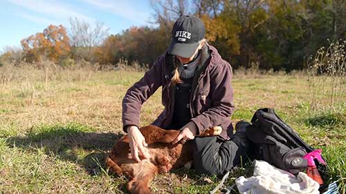 奶牛产犊的策略和建议