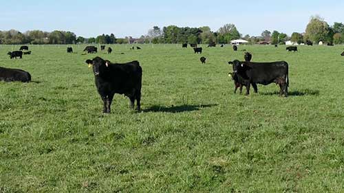 如何提高奶牛受孕率