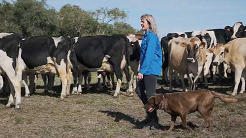 监测奶牛的健康状况