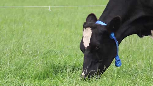 奶牛监测传感器