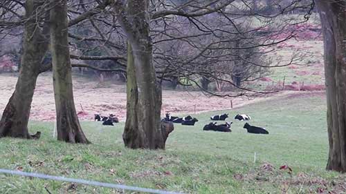 你的奶牛能放养吗