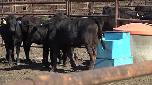 牛的发情期应激问题