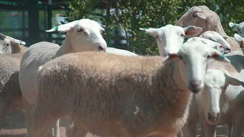 高温对绵羊的影响