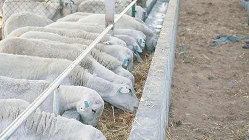 制作绵羊饲料