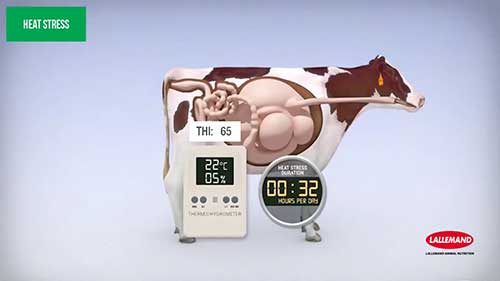 改善奶牛发情期应激反应