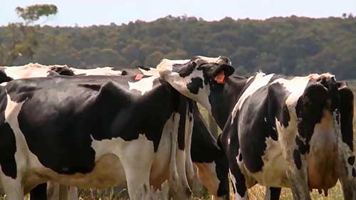 如何探测奶牛发情期