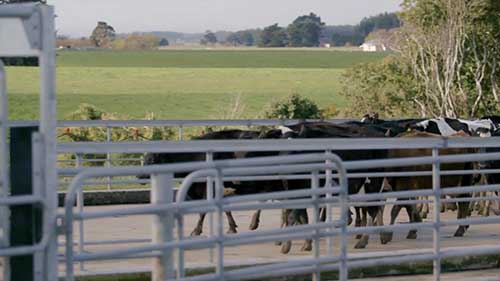 奶牛乳腺炎防治