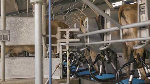 奶牛乳腺炎管理技巧