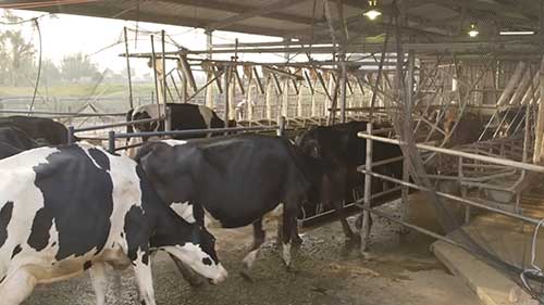 奶牛乳腺炎治疗