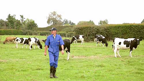 奶牛乳腺炎治疗最佳实践