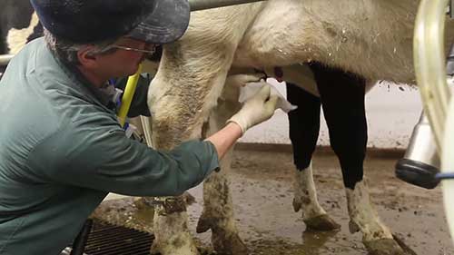 如何治疗感染奶牛