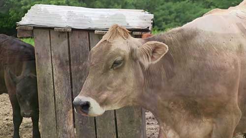 饲养优质的泽西奶牛