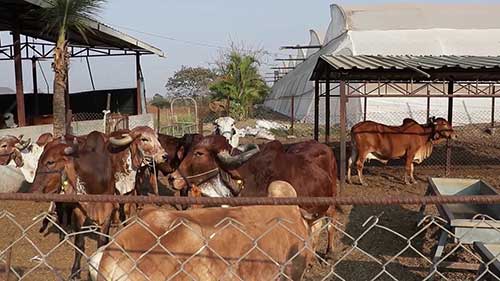 治疗乳腺炎的草药