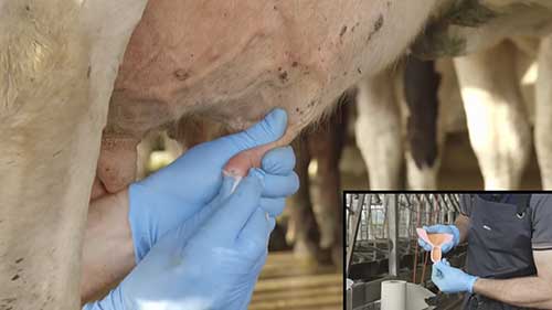 奶牛的干燥护理