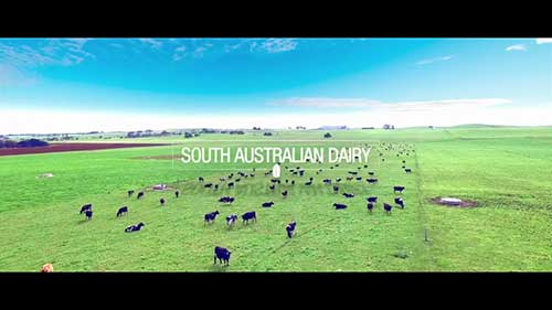 南澳州的乳制品生产