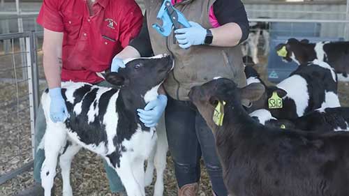 母牛的基因组测试