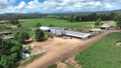 奶牛营养喂养策略