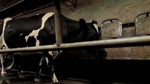 改变澳洲奶牛的饲养方式