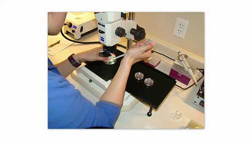 牛群胚胎移植技术