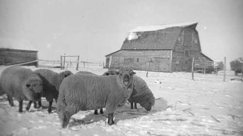牛超排卵和胚胎移植