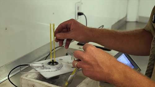 畜牛的胚胎收集和移植