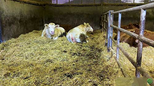 牛胚胎移植服务