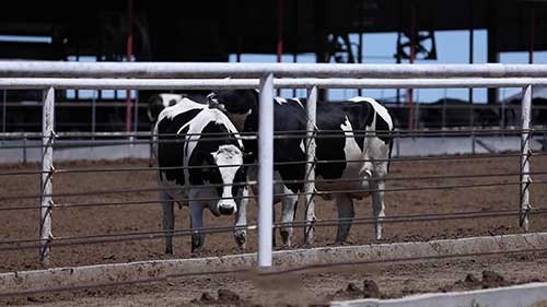 畜牛发情期和育种