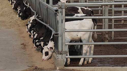 荷斯坦奶牛协会