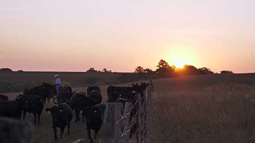 美国肉牛产业概况