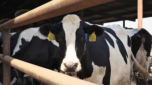 牲畜品质和遗传学