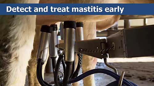 加州奶牛乳腺炎检测试验