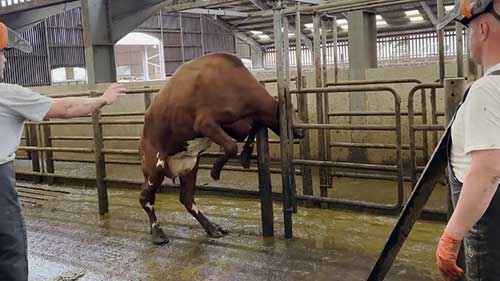 如何解救被卡住的家牛