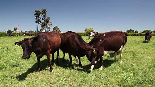 奶牛发情的标志性行为