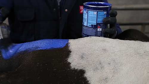 奶牛的体温探测