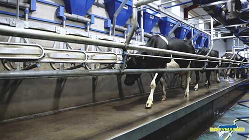 新型挤奶消毒设施