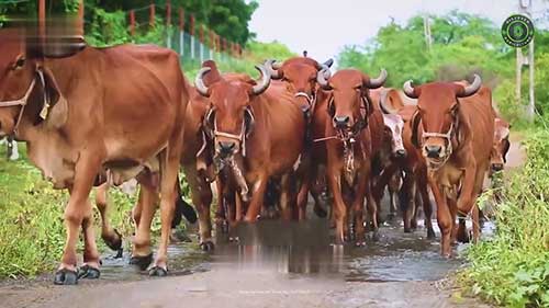 如何提高奶牛产奶量