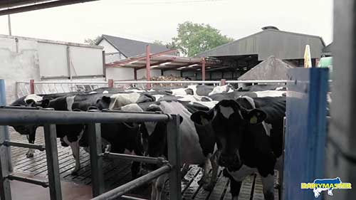 高效率挤奶设施