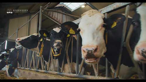 跟踪奶牛健康状况