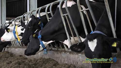 奶牛监控器