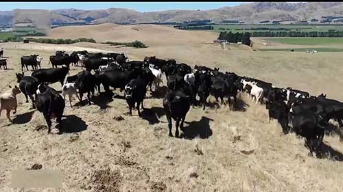 无人机VS牧羊犬